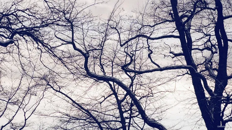 PLABO — 2 of 3